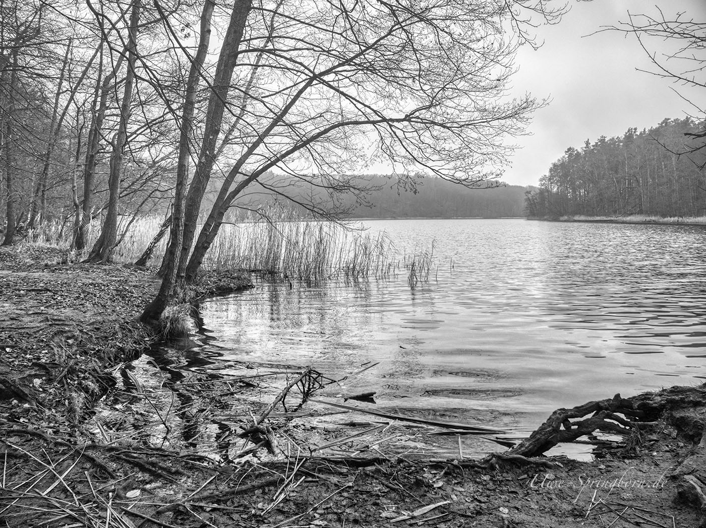 Ufer am Liebnitzsee in schwarz weiß